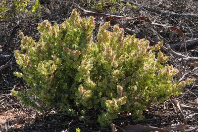 Maireana erioclada, photographed by Paul Coddington