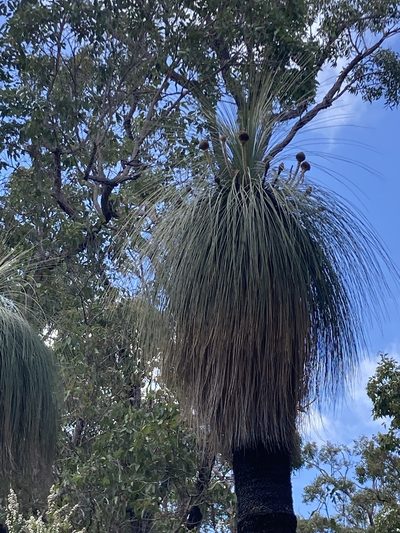 Kingia australis, photographed by pimelea