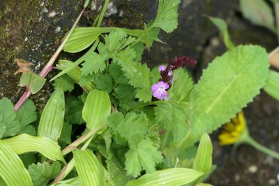 Striga gesnerioides, photographed by Dinesh Valke