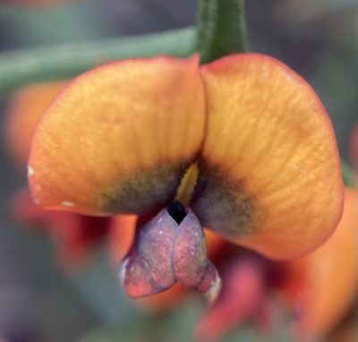 Daviesia flexuosa, photographed by pimelea