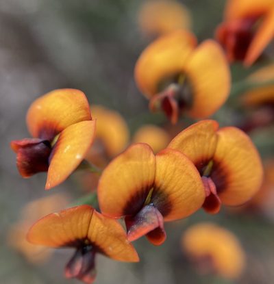 Daviesia flexuosa, photographed by pimelea