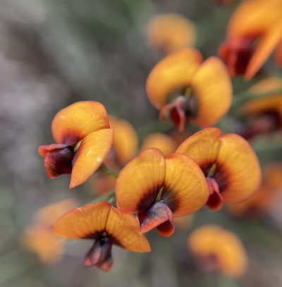 Daviesia flexuosa, photographed by pimelea