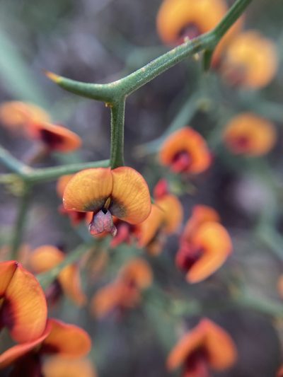 Daviesia flexuosa, photographed by pimelea