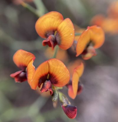 Daviesia flexuosa, photographed by pimelea