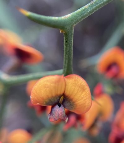Daviesia flexuosa, photographed by pimelea