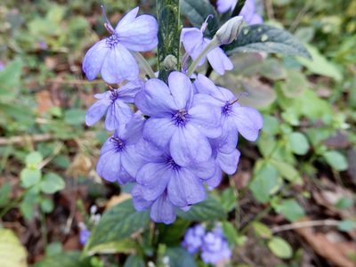 Eranthemum roseum, photographed by Seema Merchant
