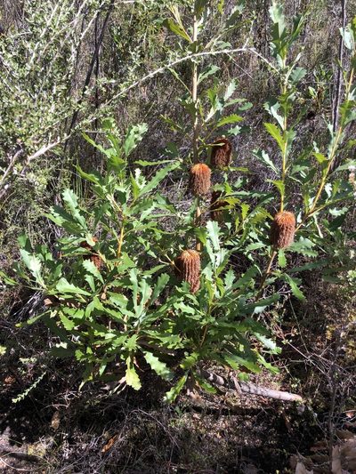 Banksia quercifolia, photographed by dizzyurid