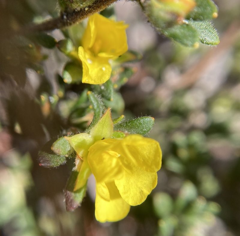 Hibbertia trichocalyx, photographed by pimelea