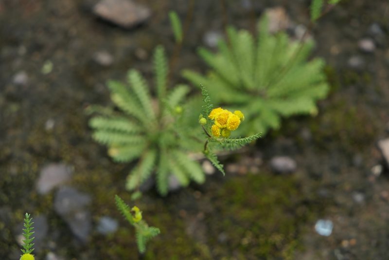 Cyathocline lutea, photographed by Dinesh Valke