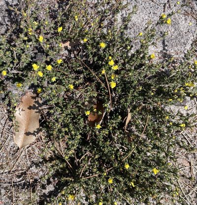 Hibbertia trichocalyx, photographed by pimelea