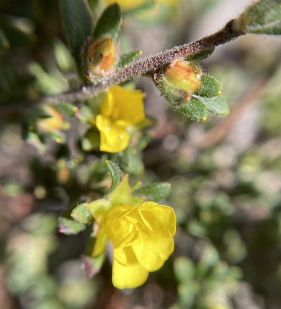 Hibbertia trichocalyx, photographed by pimelea