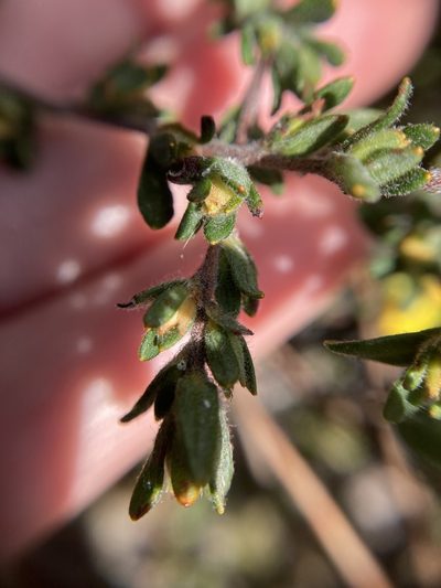 Hibbertia trichocalyx, photographed by pimelea