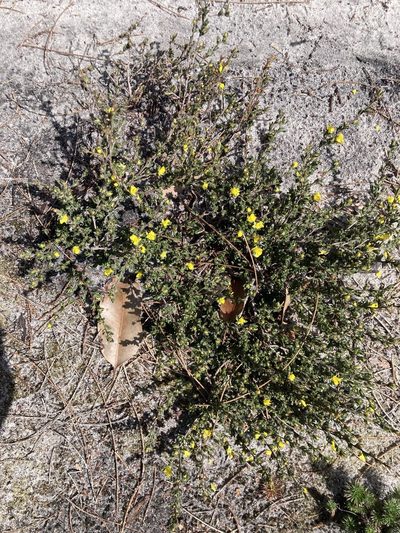 Hibbertia trichocalyx, photographed by pimelea