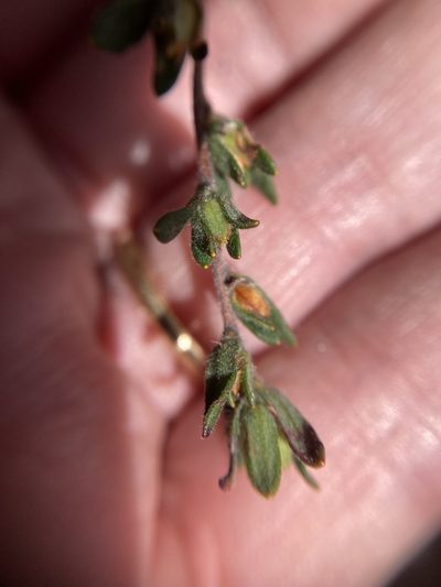 Hibbertia trichocalyx, photographed by pimelea