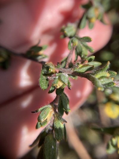 Hibbertia trichocalyx, photographed by pimelea