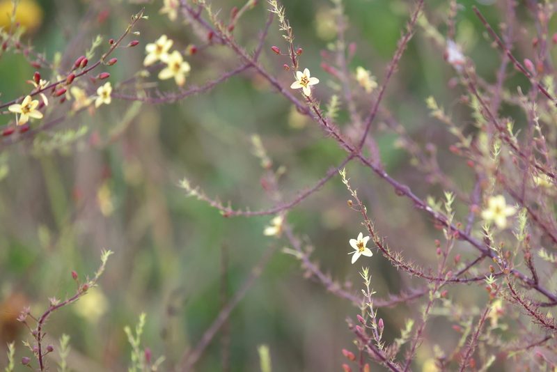 Seymeria cassioides, photographed by Lauren McLaurin