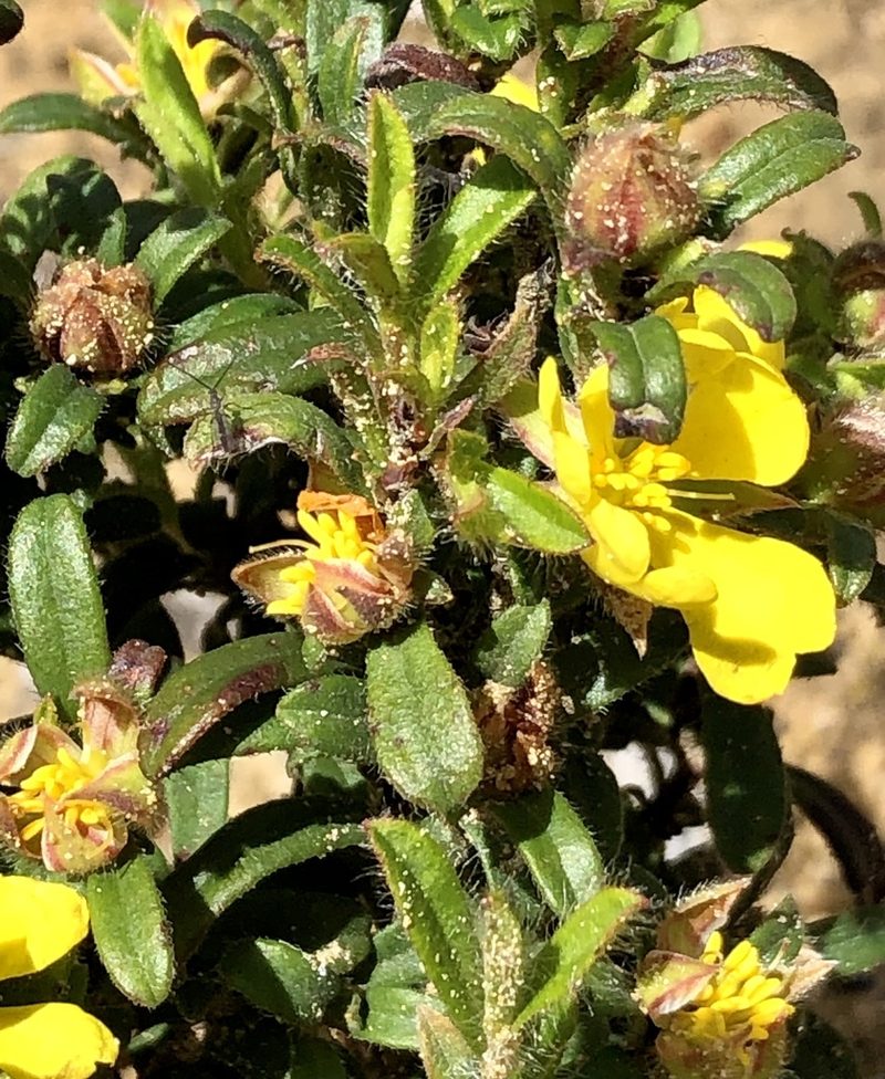 Hibbertia pilosa, photographed by dizzyurid