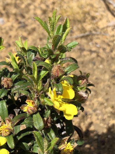 Hibbertia pilosa, photographed by dizzyurid
