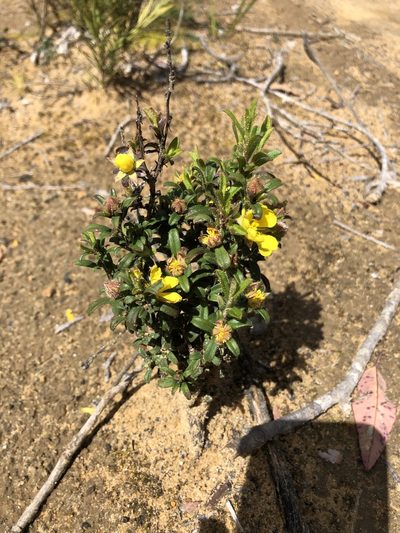 Hibbertia pilosa, photographed by dizzyurid