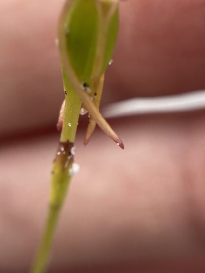 Drakaea thynniphila, photographed by pimelea
