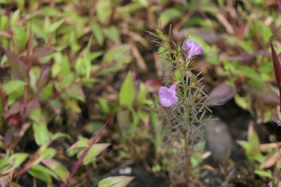 Parasopubia delphiniifolia, photographed by Dinesh Valke