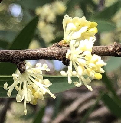 Hakea falcata, photographed by dizzyurid