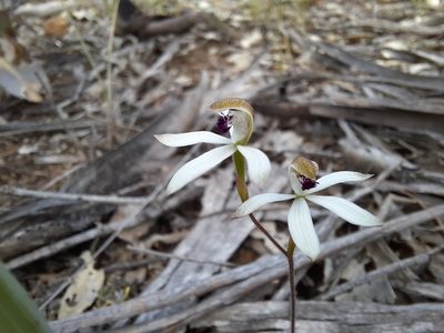 Caladenia cucullata, photographed by spacegecko