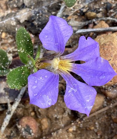 Scaevola calliptera, photographed by pimelea