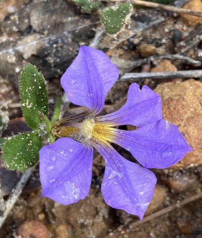 Scaevola calliptera, photographed by pimelea