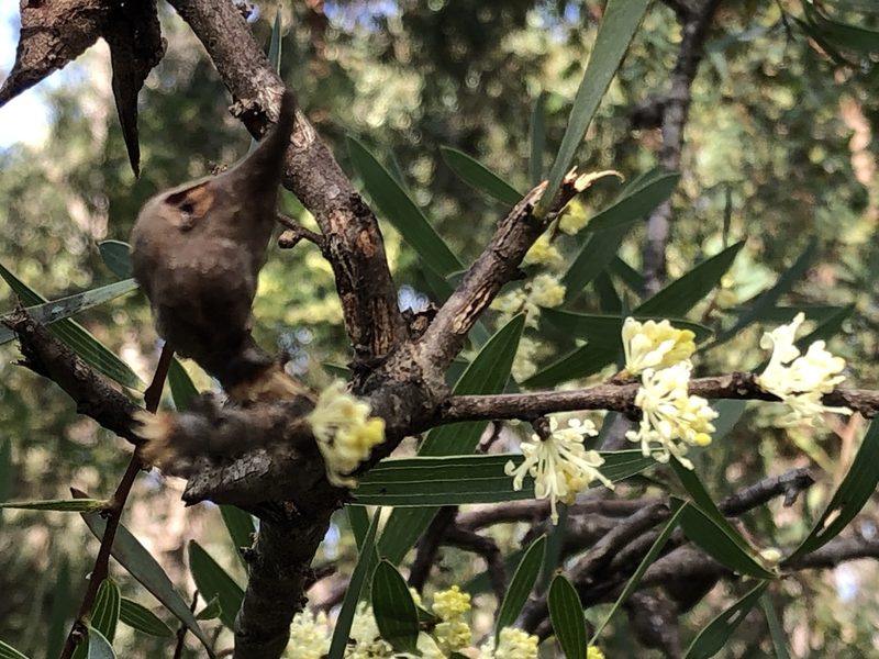 Hakea falcata, photographed by dizzyurid