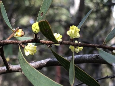 Hakea falcata, photographed by dizzyurid
