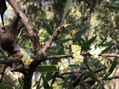 Hakea falcata, photographed by dizzyurid