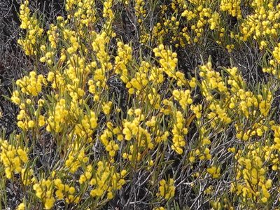 Acacia montana, photographed by Paul Coddington