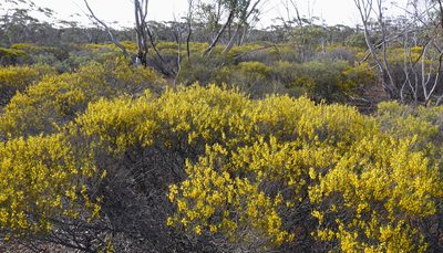Acacia montana, photographed by Paul Coddington