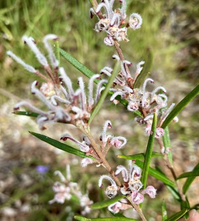 Grevillea occidentalis, photographed by pimelea