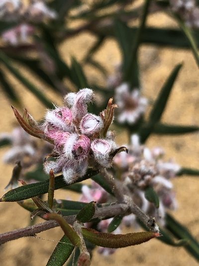 Grevillea occidentalis, photographed by dizzyurid