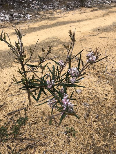 Grevillea occidentalis, photographed by dizzyurid