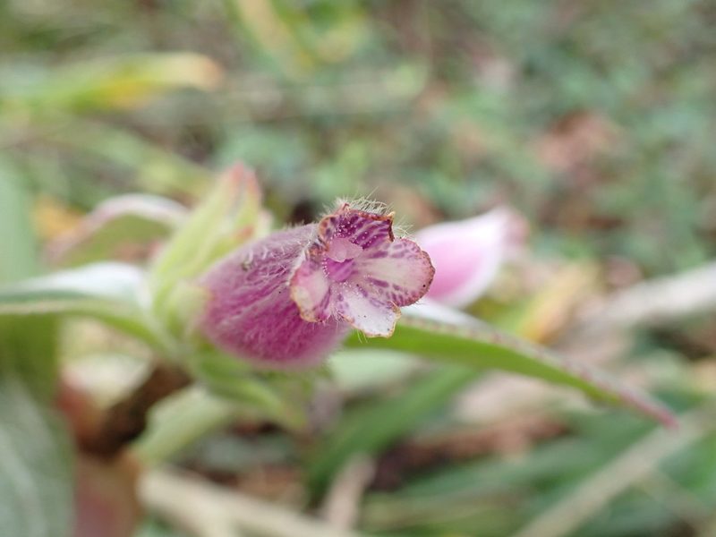 Columnea machupicchuensis, photographed by Skjold Søndergaard