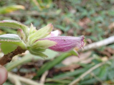 Columnea machupicchuensis, photographed by Skjold Søndergaard