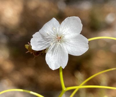 Drosera erythrogyne, photographed by pimelea