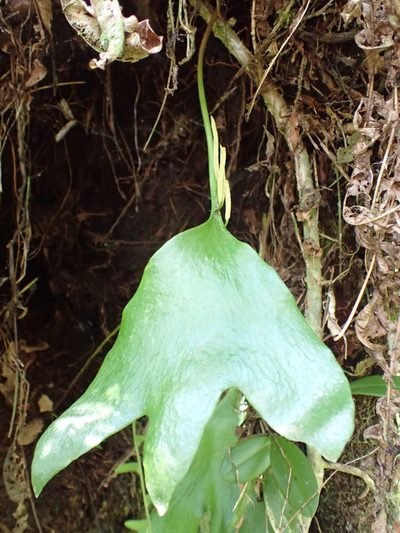 Cheiroglossa palmata, photographed by Skjold Søndergaard