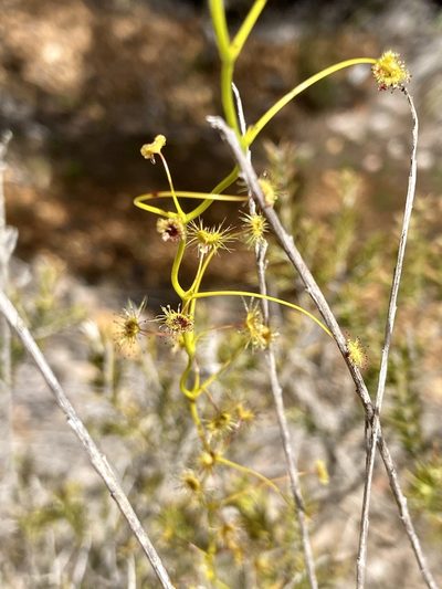 Drosera erythrogyne, photographed by pimelea