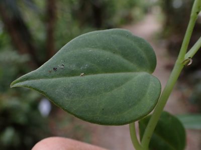 Peperomia maransara, photographed by Skjold Søndergaard