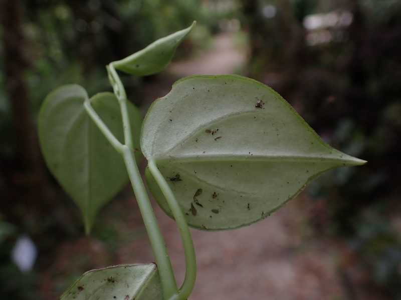 Peperomia maransara, photographed by Skjold Søndergaard
