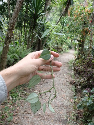 Peperomia maransara, photographed by Skjold Søndergaard