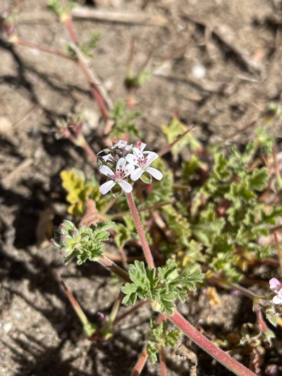 Pelargonium nanum, photographed by Matt Berger