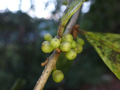 Cestrum conglomeratum, photographed by Skjold Søndergaard