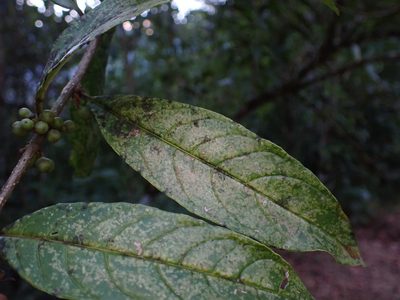 Cestrum conglomeratum, photographed by Skjold Søndergaard