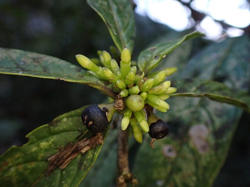 Cestrum conglomeratum, photographed by Skjold Søndergaard