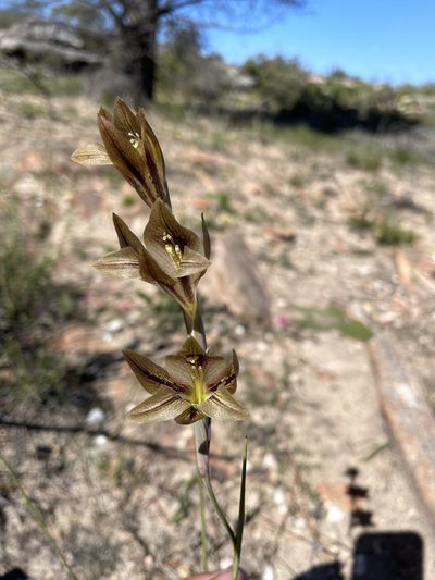 Gladiolus hyalinus, photographed by Matt Berger